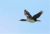 Stewart Island Shag